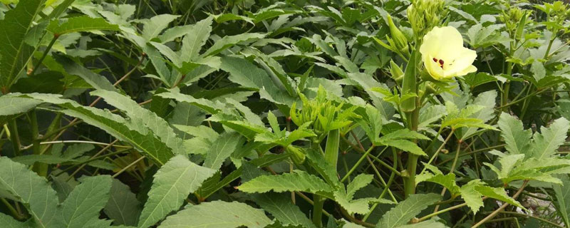 猫薄荷种子价格及种植方法