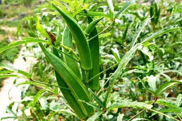 紫薯种植时间