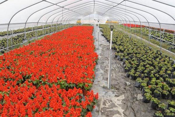 迷你睡莲种子价格及种植方法