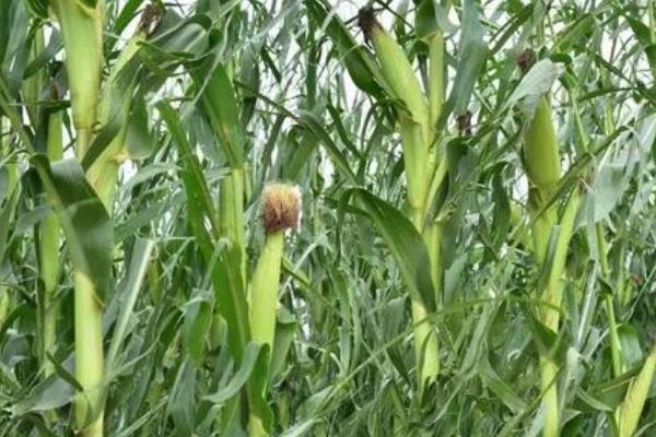 金银花种植要点
