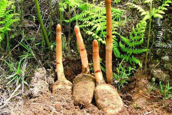 冬枣种植注意事项