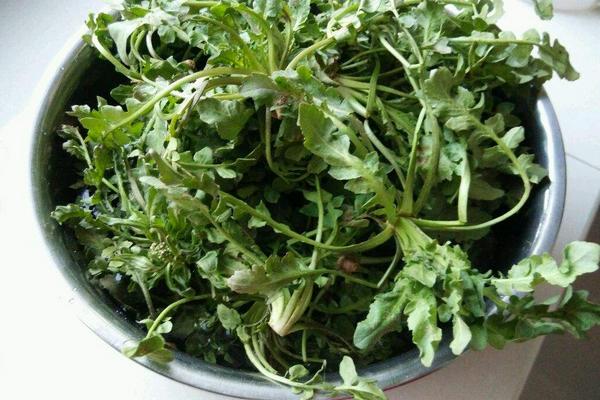 怎样选择荠菜？荠菜和芥菜有什么区别