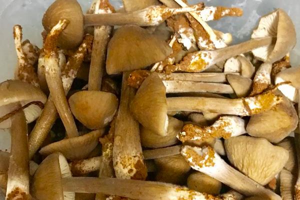 一斤冷菌的价格是多少？市场前景如何