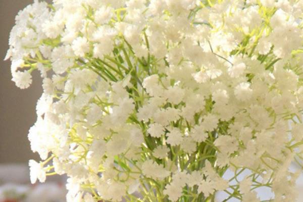 什么是满天星的价格和花语
