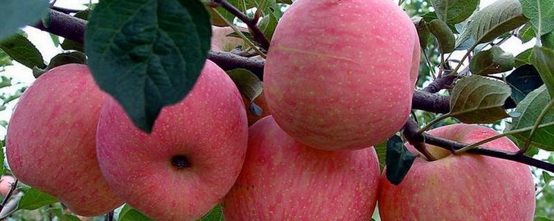 梨树产量低于苹果