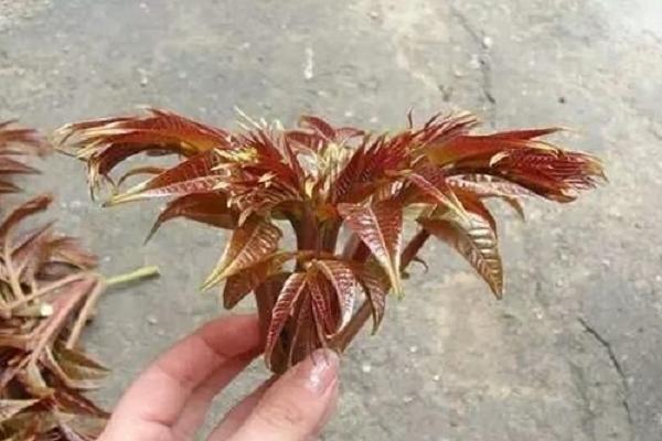如何保存香椿芽怎么保存？建议收集短期和长期保存方法
